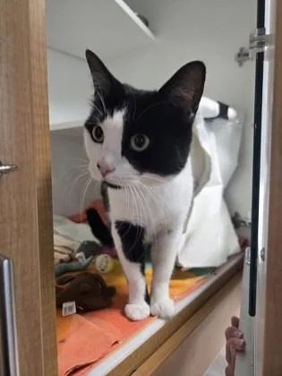 An adult medium-sized female Domestic Short Hair cat named Callie Sparkle for adoption in Savannah, GA