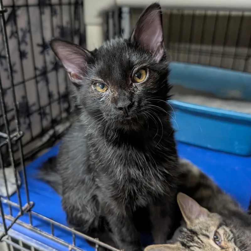 A baby medium-sized male Black Domestic Medium Hair cat named Gizmo for adoption in Wilmington, OH