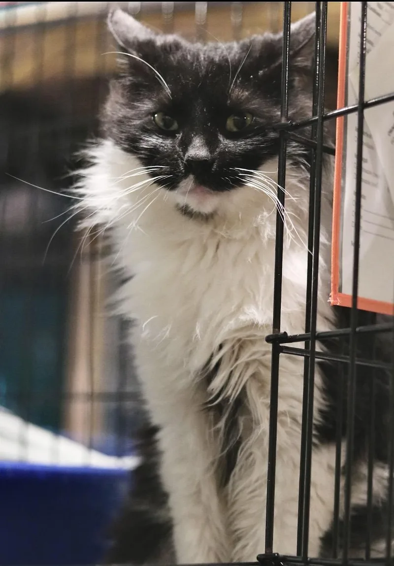 A young large-sized male Domestic Long Hair cat named Beaker for adoption in Havertown, PA