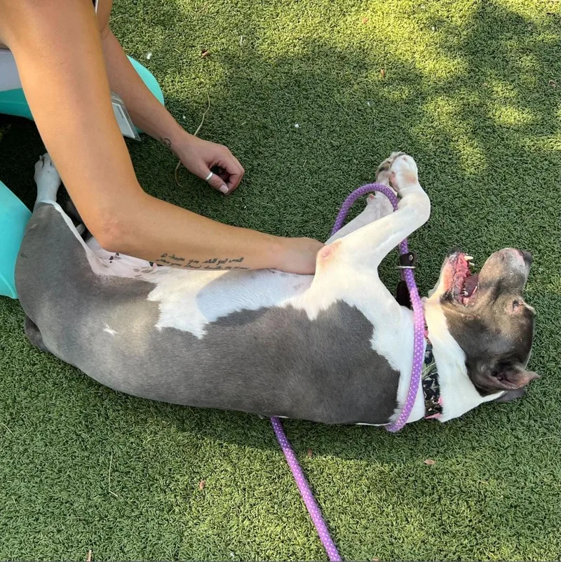 An adult medium-sized female Gray / Blue / Silver American Staffordshire Terrier dog named Juliette for adoption in Apache Junction, AZ