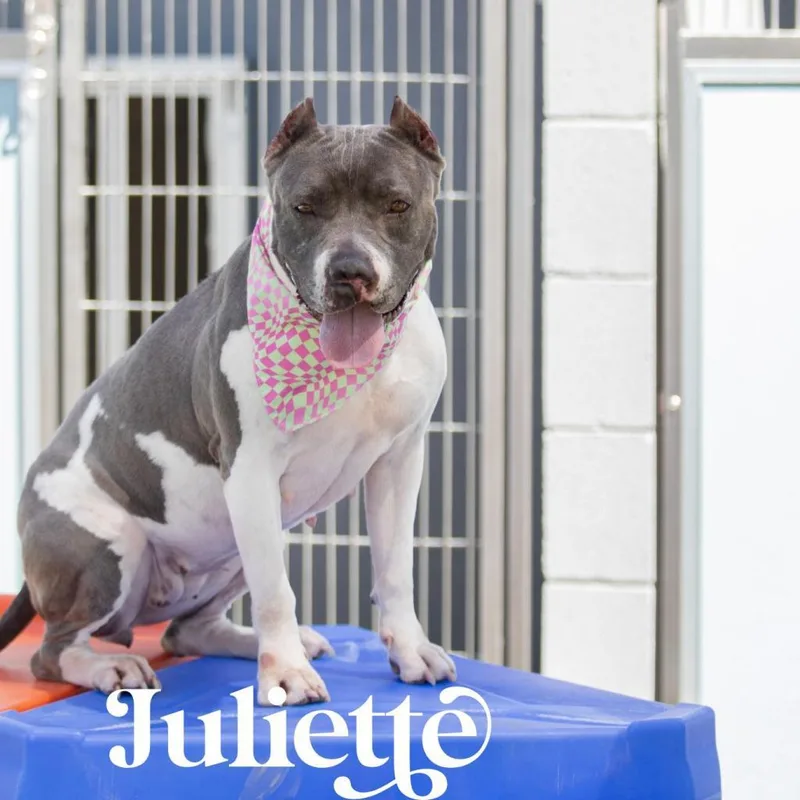 Juliette thumbnail 5