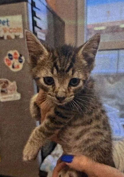 A baby medium-sized male Domestic Short Hair cat named Stuart for adoption in West Chester, PA