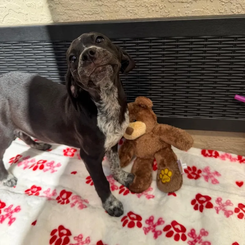 A young small-sized male Black Mixed Breed dog named Bruno for adoption in Titusville, FL