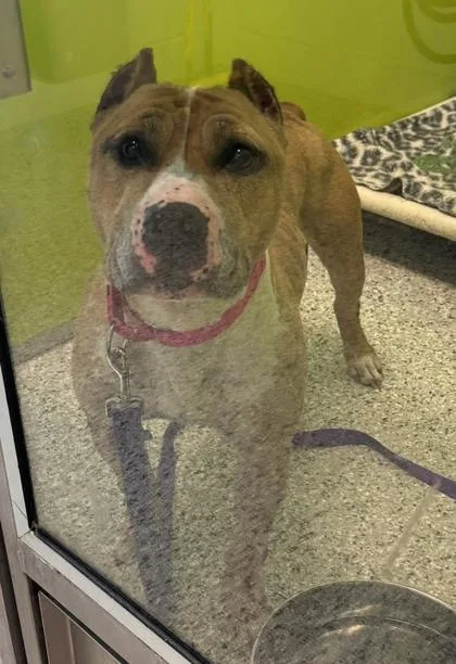 An adult large-sized female Brown / Chocolate Pit Bull Terrier dog named Rosalia for adoption in Kansas City, MO