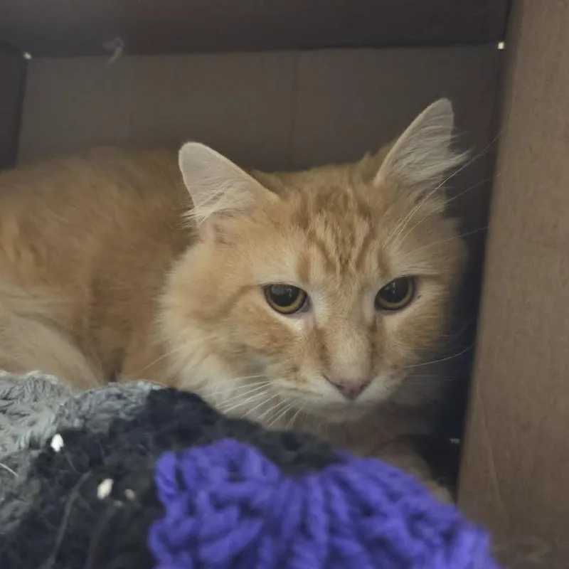 An adult medium-sized male Orange / Red Domestic Medium Hair cat named Alex for adoption in Ballston Spa, NY