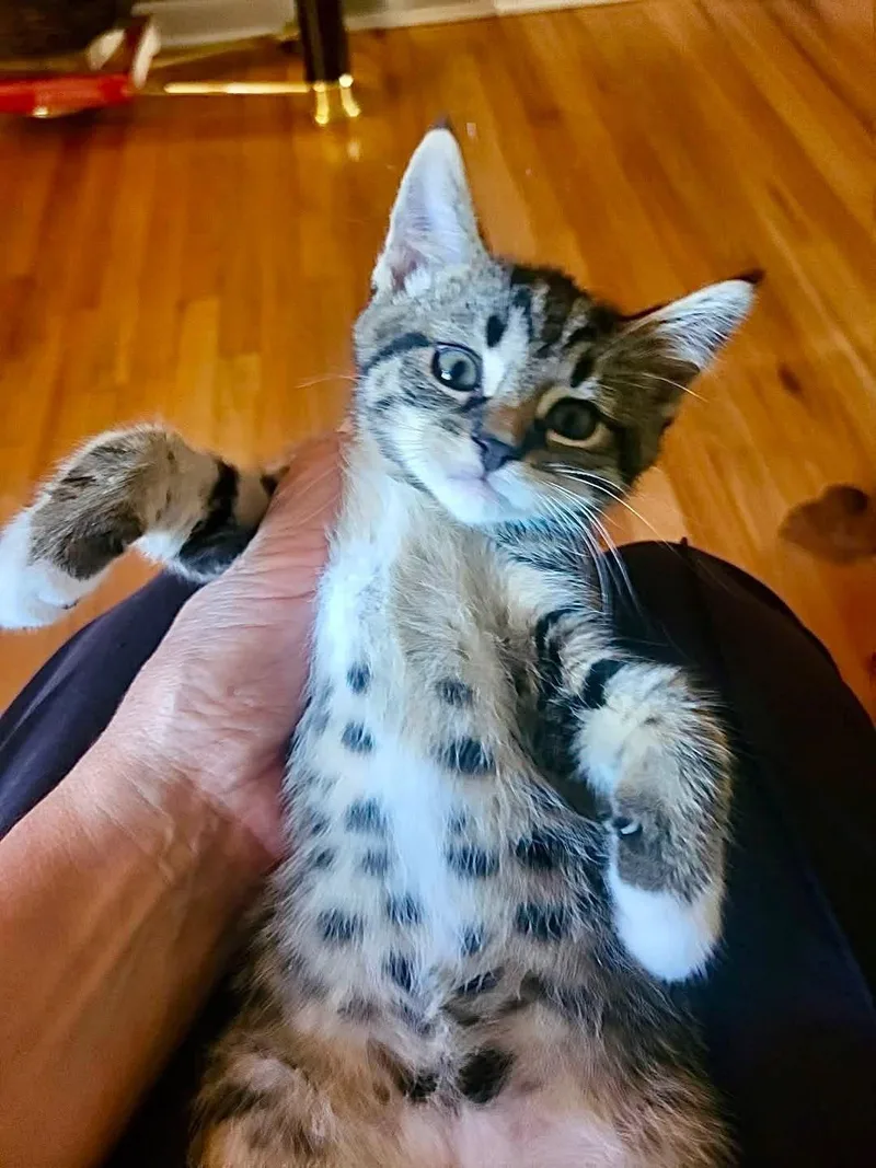 A baby medium-sized female Tabby (Leopard / Spotted) Domestic Short Hair cat named Isabel for adoption in Saginaw, MI