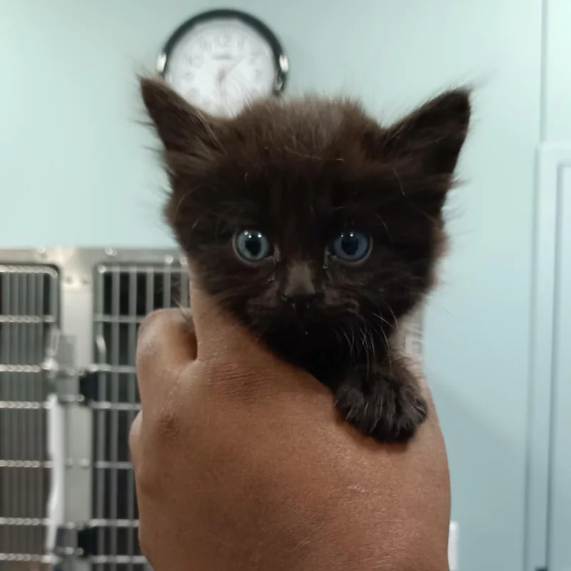 An adult large-sized female Black Domestic Medium Hair cat named Sangria for adoption in Greensboro, NC