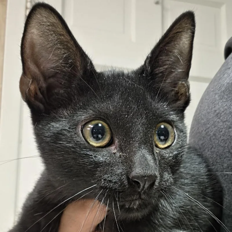 A baby small-sized male Black Domestic Short Hair cat named Blackberry for adoption in Leander, TX