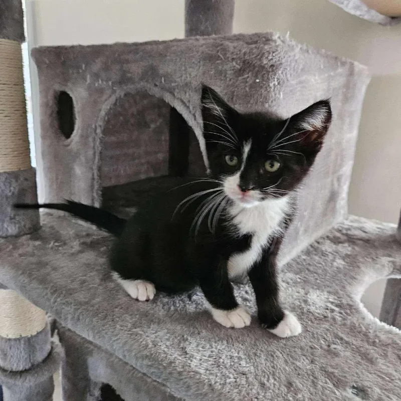A young small-sized male White Domestic Short Hair cat named Phantom for adoption in Nashville, GA