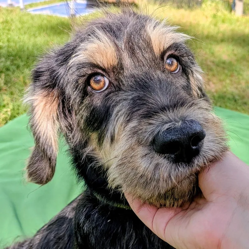 A young medium-sized female Black Standard Schnauzer dog named Donna Pinciotti for adoption in Houston, TX