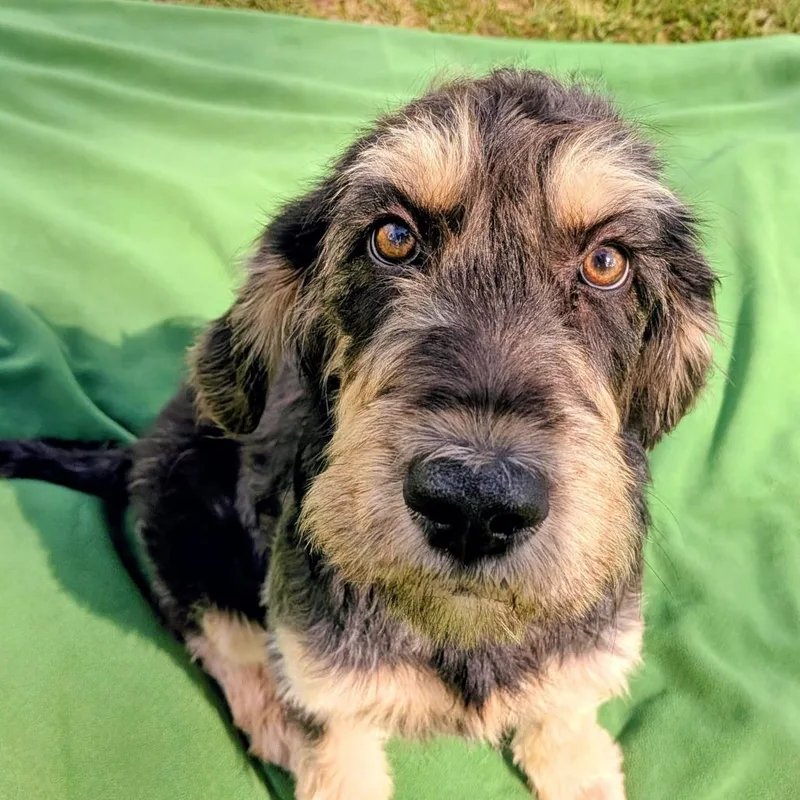 Donna Pinciotti thumbnail 2