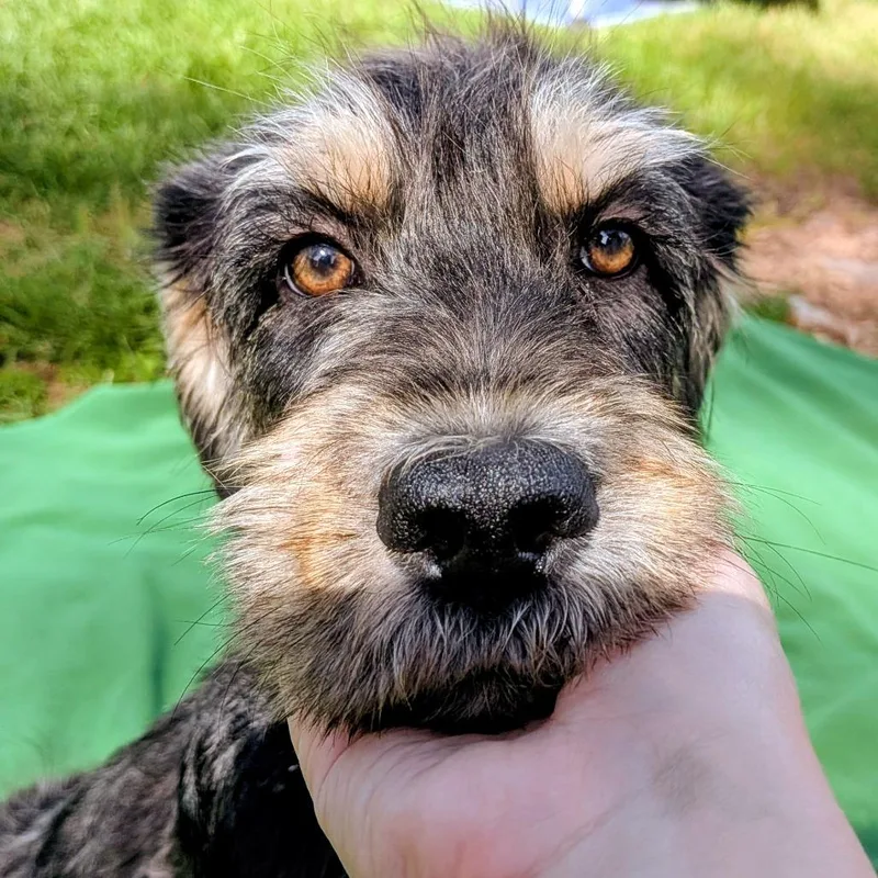 Donna Pinciotti thumbnail 4