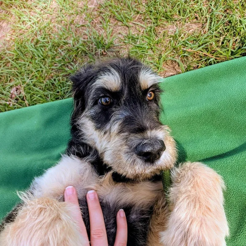 Donna Pinciotti thumbnail 5