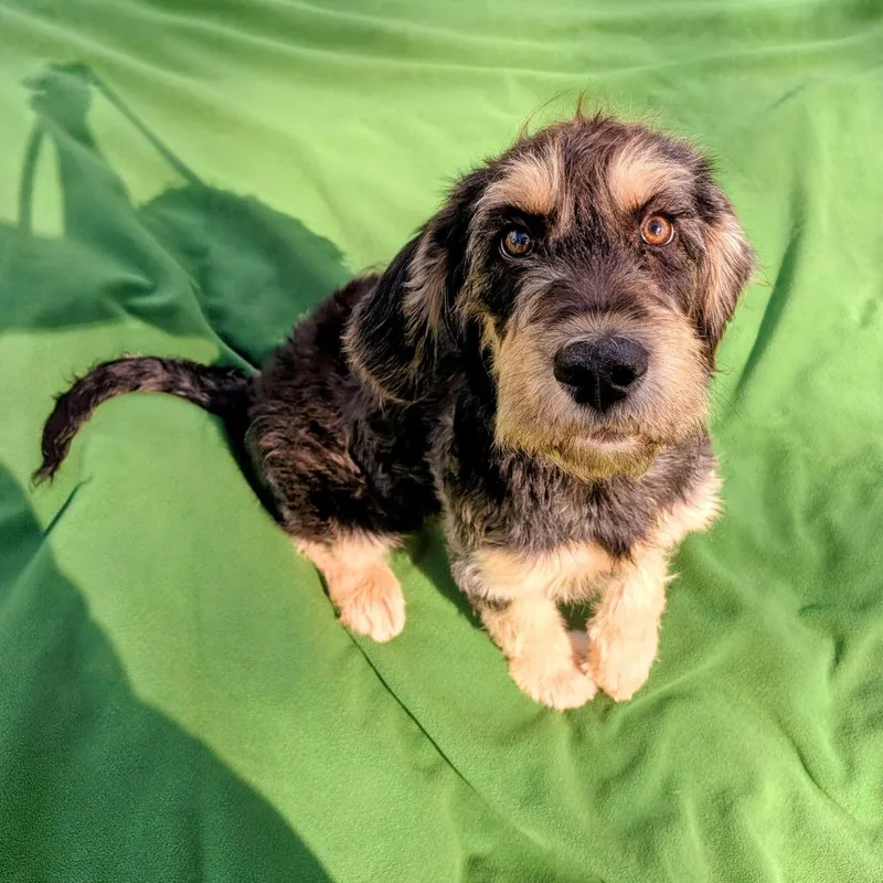 Donna Pinciotti thumbnail 6