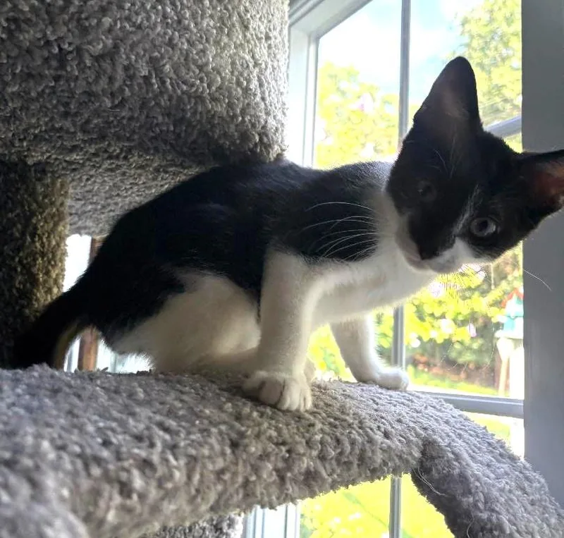 A baby medium-sized male Black & White / Tuxedo Domestic Short Hair cat named Colby for adoption in Wayne, NJ