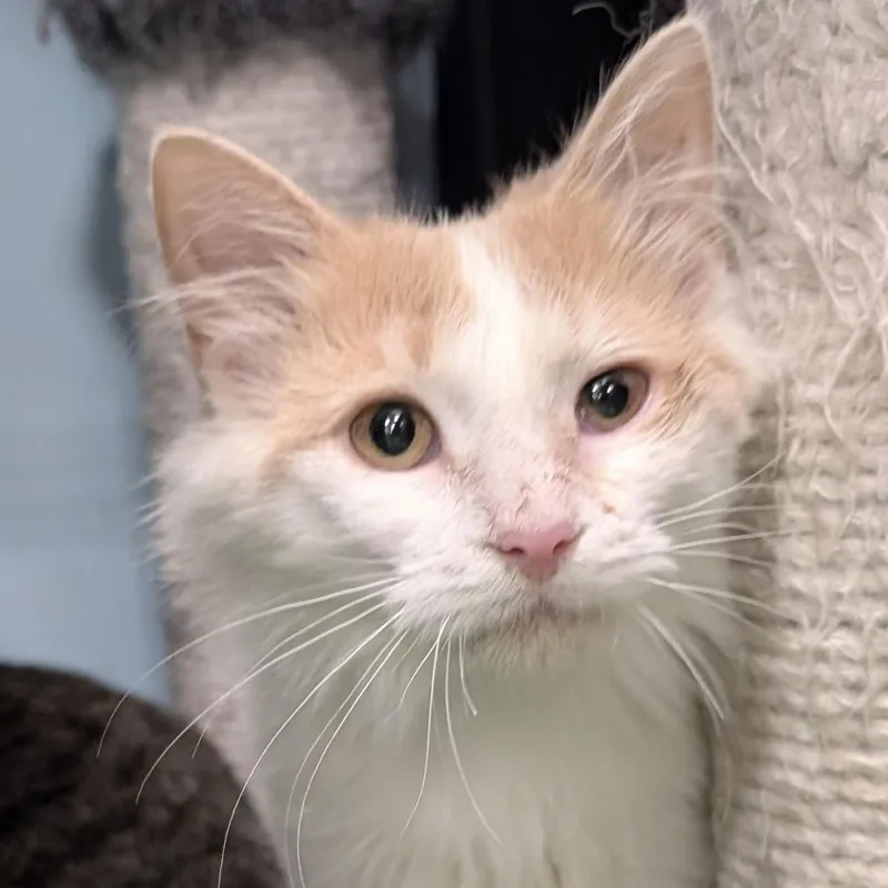 A baby medium-sized female Buff & White Domestic Medium Hair cat named Flora for adoption in Smithfield, NC