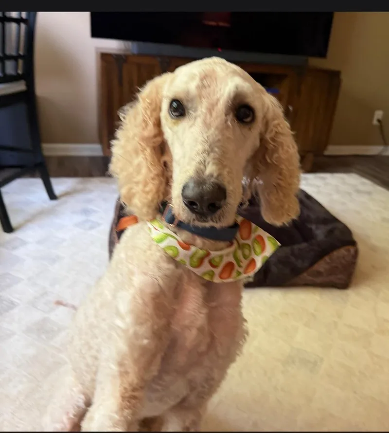 Baxter