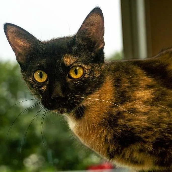 Little Toot thumbnail 2