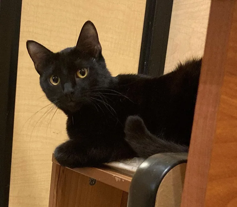 An adult medium-sized female Domestic Short Hair cat named Juliette for adoption in Texarkana, TX