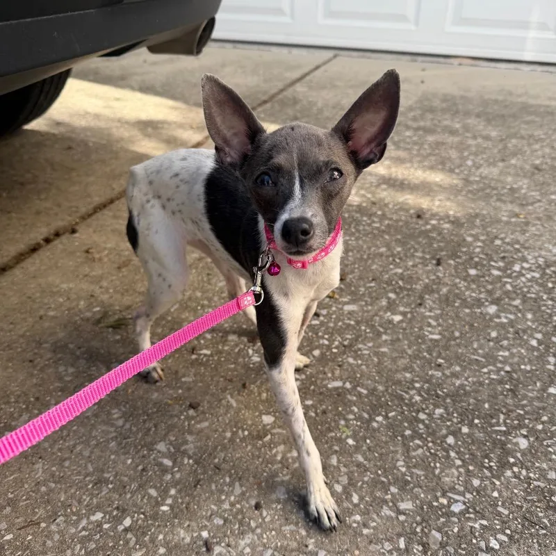 An adult small-sized female White / Cream Italian Greyhound dog named Bambi for adoption in Chattanooga, TN