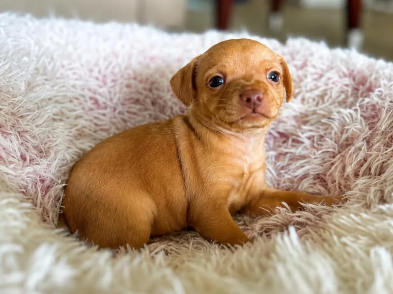 A baby small-sized female Chihuahua dog named Mj for adoption in Labelle, FL