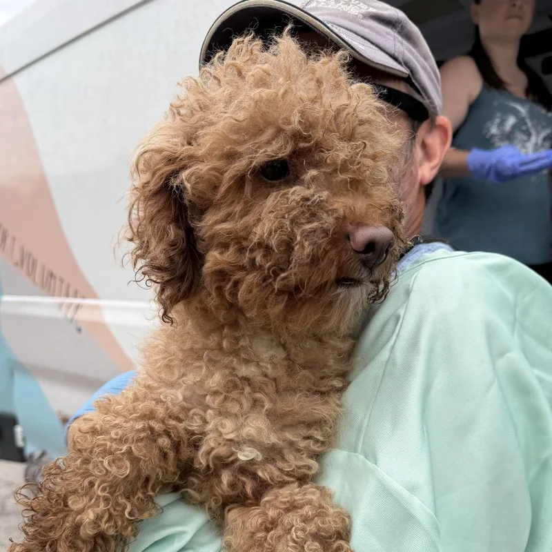 An adult small-sized male Miniature Poodle dog named Binx for adoption in Delaware, OH