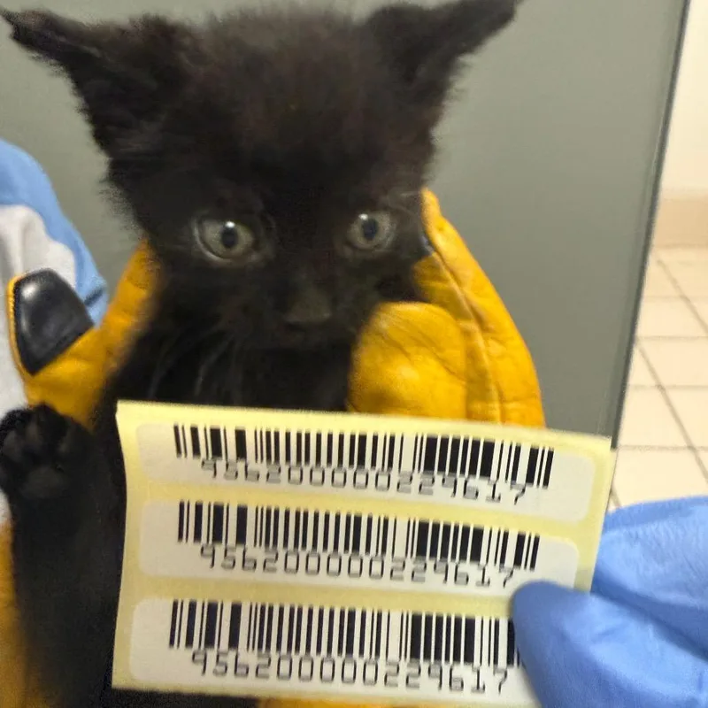 A baby small-sized male Black Domestic Medium Hair cat named Mater for adoption in Charleston, WV