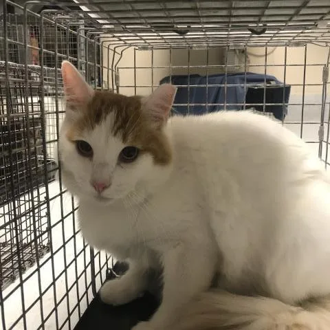 A young medium-sized male Domestic Short Hair cat named Cotton for adoption in Conroe, TX