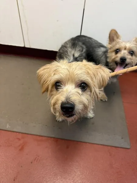 An adult small-sized male Yorkshire Terrier dog named Bear for adoption in Salisbury, MD