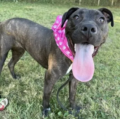 A young large-sized female Mixed Breed dog named Strawberries and Cream for adoption in New Albany, IN