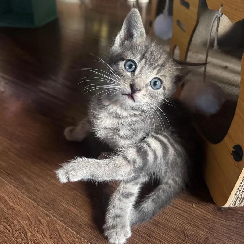 A baby small-sized female Gray / Blue / Silver Domestic Short Hair cat named Nerma for adoption in Buellton, CA