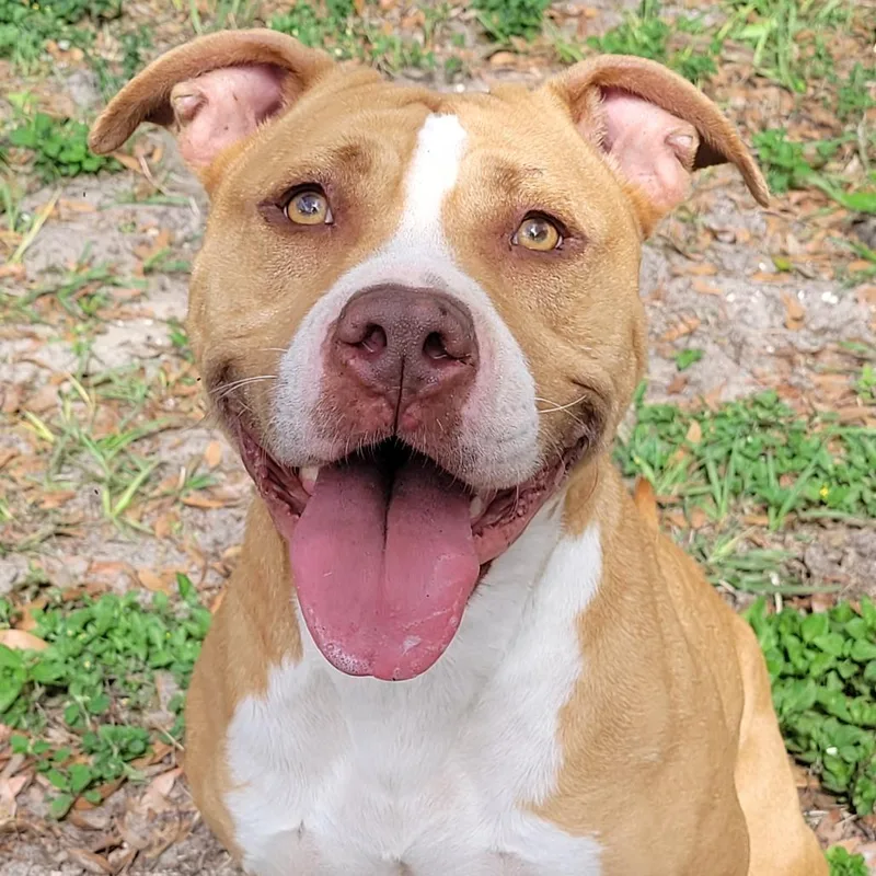 An adult medium-sized female Yellow / Tan / Blond / Fawn Mixed Breed dog named Luda for adoption in Lake Panasoffkee, FL