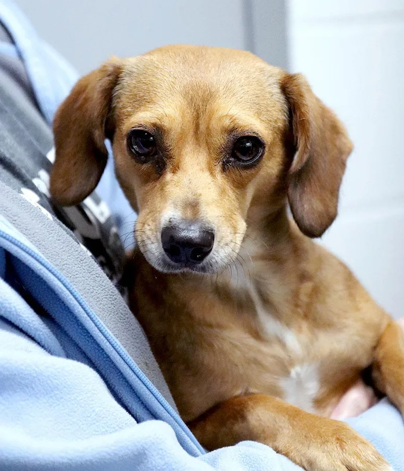 A young small-sized female Brown / Chocolate Dachshund dog named Goldie for adoption in Kansas City, KS