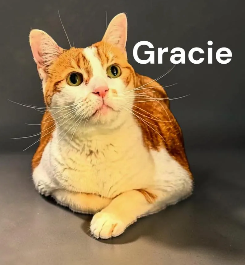 An adult medium-sized female Domestic Short Hair cat named Gracie for adoption in Weems, VA