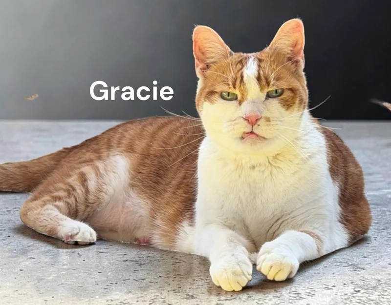 Gracie thumbnail 3
