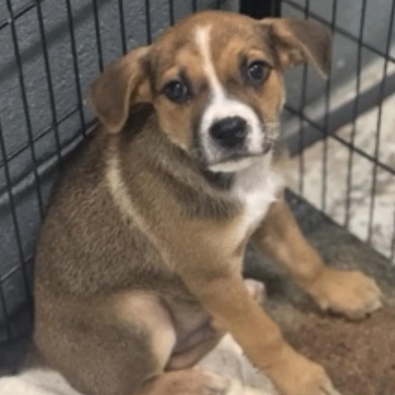 A baby large-sized male Shepherd dog named Aad New Arrival! for adoption in Armonk, NY