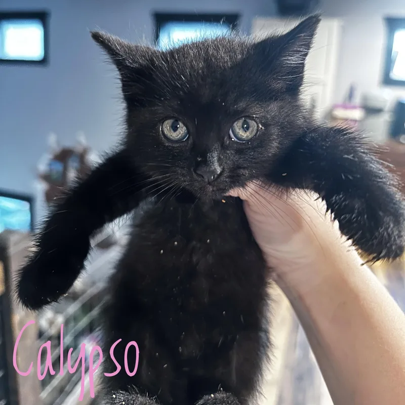 A baby medium-sized female Black Domestic Short Hair cat named Calypso for adoption in Bethel, OH