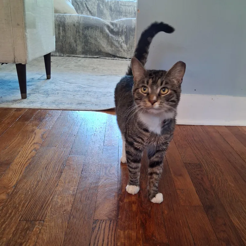 An adult medium-sized male Domestic Short Hair cat named Mickey for adoption in Pittsburgh, PA