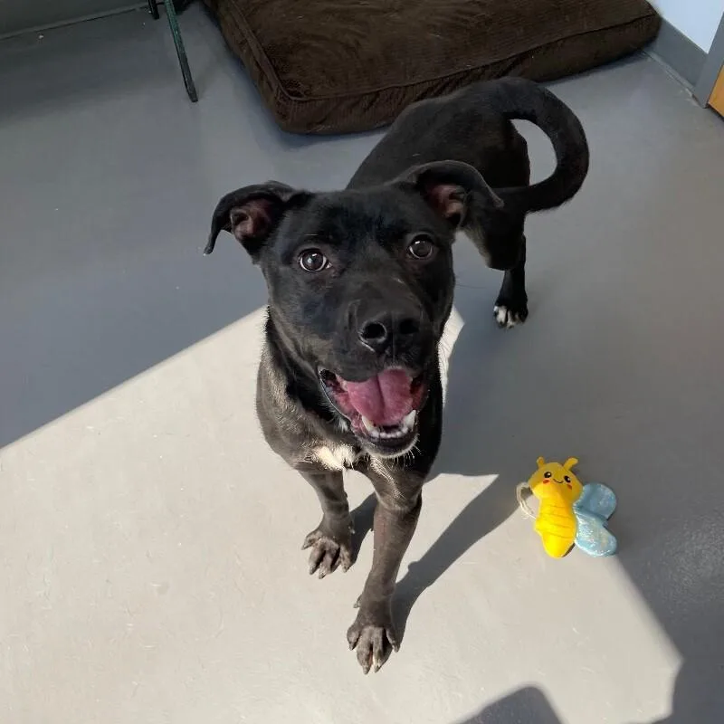 An adult medium-sized male Pit Bull Terrier dog named Oliver for adoption in Roanoke, VA