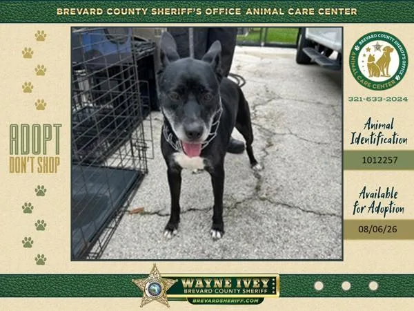 An adult large-sized female Mixed Breed dog named Lucy for adoption in Melbourne, FL