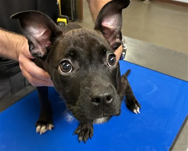 A baby large-sized female Pit Bull Terrier dog named Frosting for adoption in Phoenix, AZ