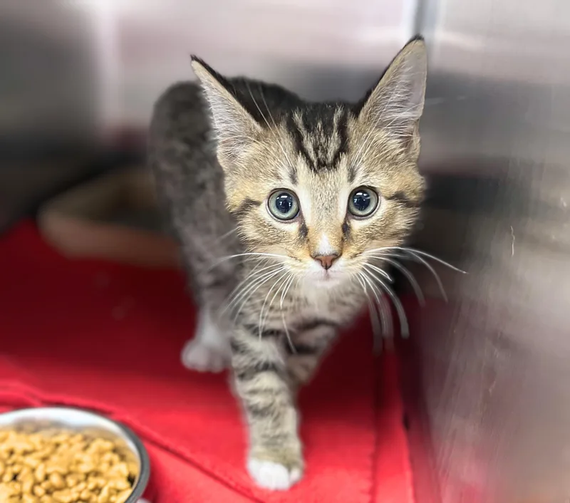 A baby medium-sized male Tabby (Brown / Chocolate) Domestic Short Hair cat named Dexter for adoption in Seville, OH