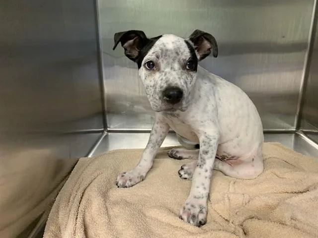 A baby small-sized male American Staffordshire Terrier dog named Calvin for adoption in Grand Prairie, TX