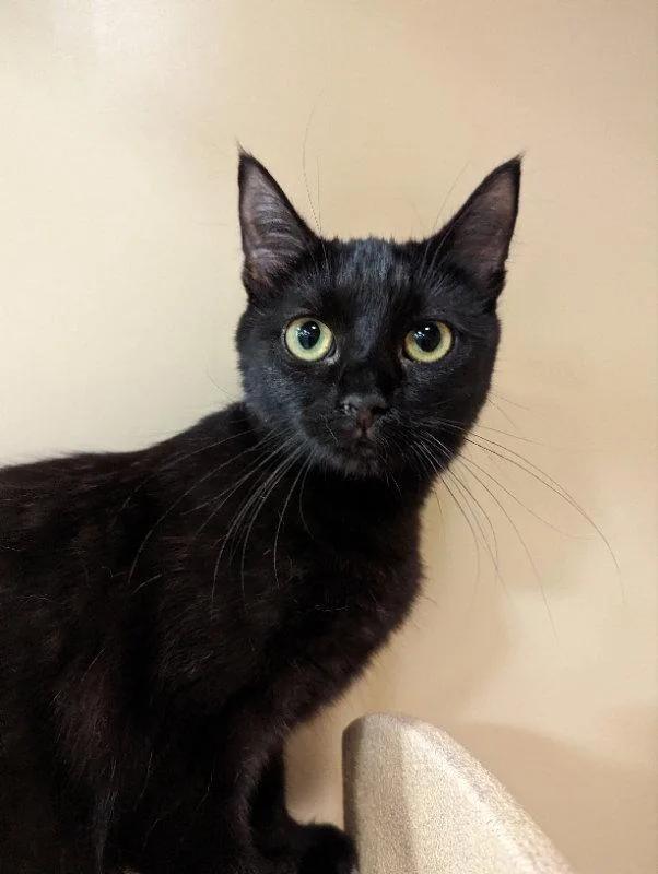 A young medium-sized female Black Domestic Medium Hair cat named Starburst for adoption in Niles, MI