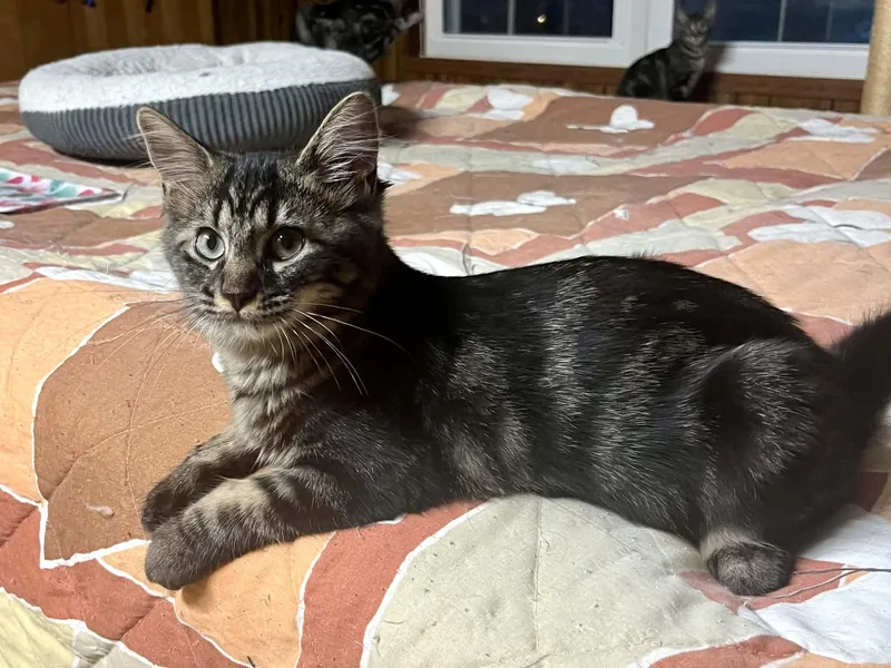 A young medium-sized female Domestic Medium Hair cat named Guinevere for adoption in Franklin, IN