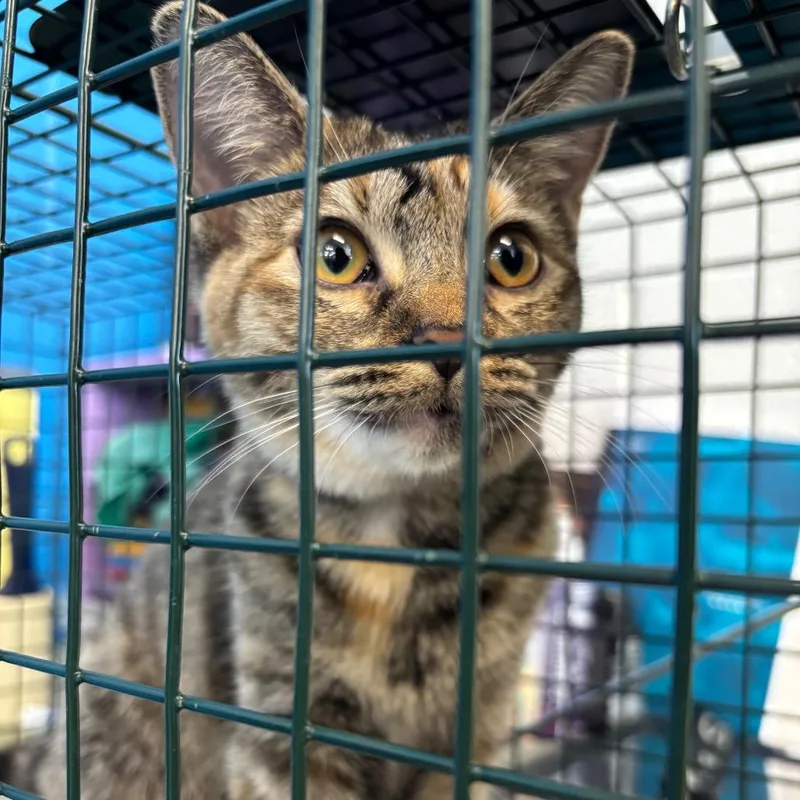 A young small-sized female Domestic Short Hair cat named Mint for adoption in Montgomery, AL