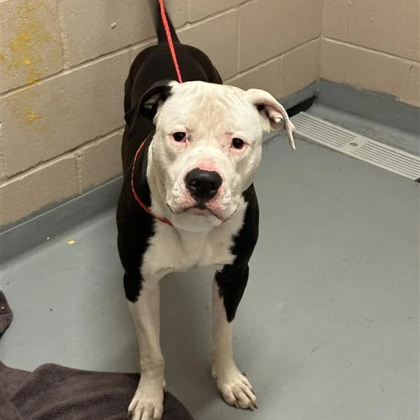 An adult large-sized male White / Cream Pit Bull Terrier dog named Captain for adoption in Tacoma, WA