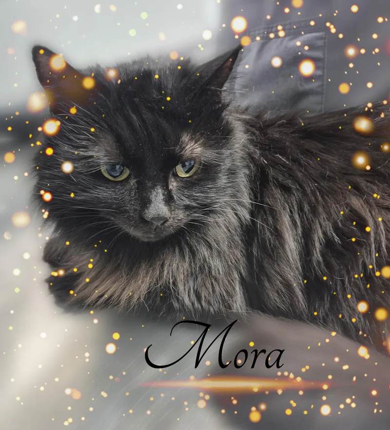 Rupert & Mora thumbnail 3