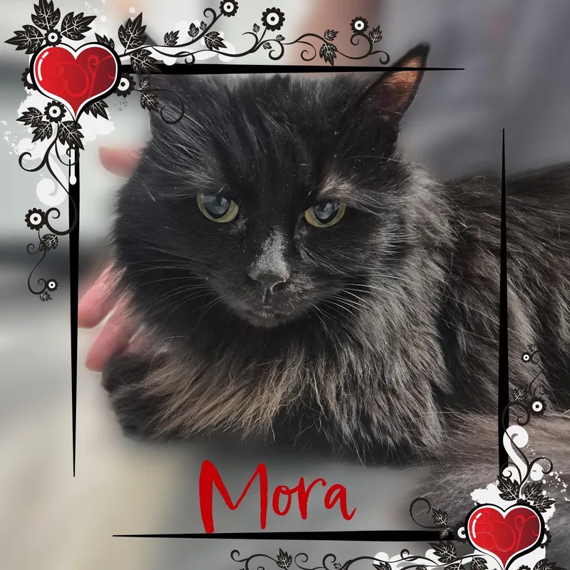 Rupert & Mora thumbnail 5