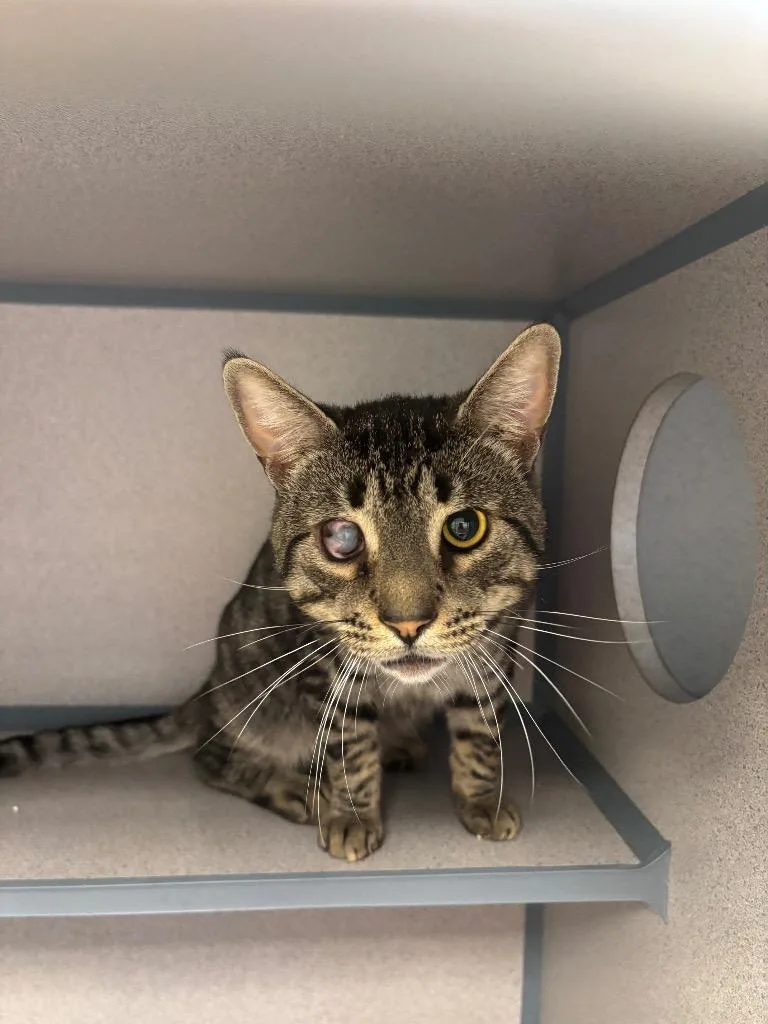 A young large-sized male Domestic Short Hair cat named Pirate for adoption in Liverpool, NY